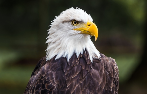 Большой белоголовый орлан с острым желтым клювом