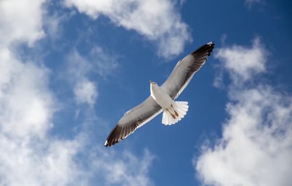 Большая серая чайка в голубом небе 