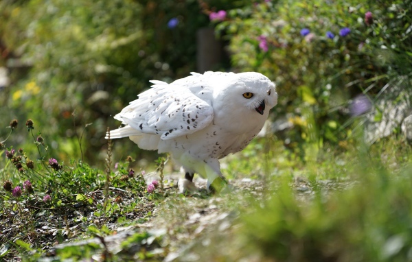 Great white owl sneaks in the grass