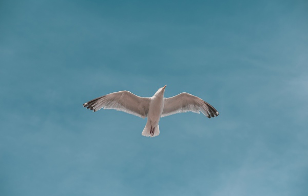 Большая белая чайка летит в голубом небе