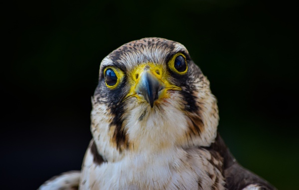 Голова хищного сокола с острым клювом крупным планом