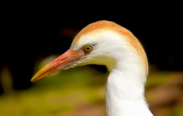 Голова цапли с острым клювом 