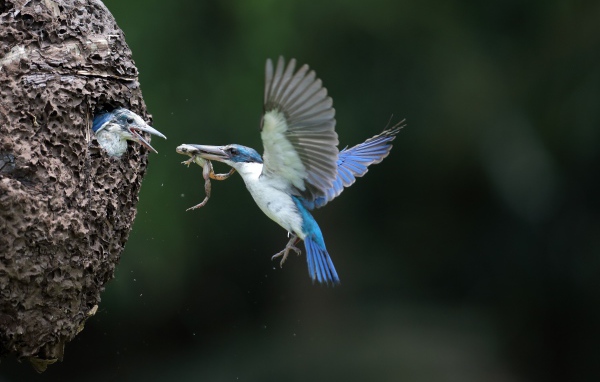 Птица зимородок кормит птенцов в гнезде 