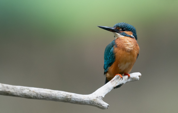 Птица зимородок сидит на ветке 