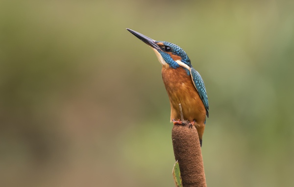 Птица зимородок сидит на камыше