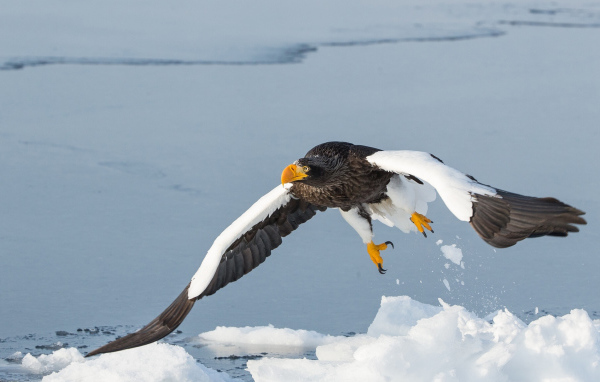 Большая хищная птица над заледеневшей рекой