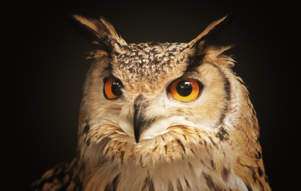 Large owl with yellow eyes and a sharp beak