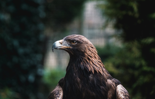 Большой хищный беркут с острым клювом