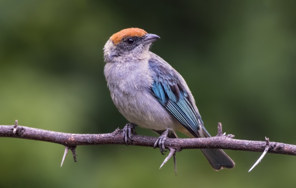 Маленькая птичка сидит на ветке дерева с шипами