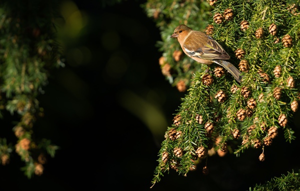 Маленькая птичка сидит на зеленой ветке ели