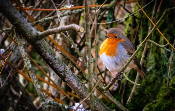Маленькая птица зарянка сидит в ветках на дереве