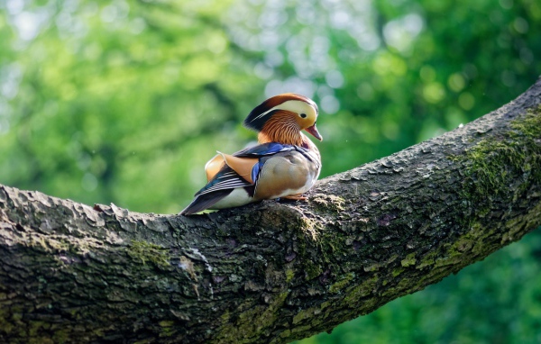 Маленькая уточка мандаринка сидит на дереве