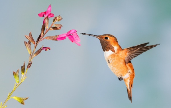Little hummingbird bird collects nectar on pink flower
