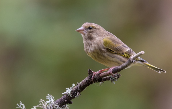 Маленький соловей сидит на ветке дерева крупным планом