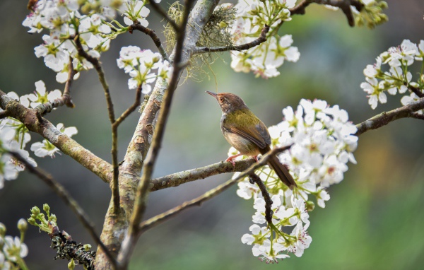 Маленький дрозд сидит на цветущей вишне 