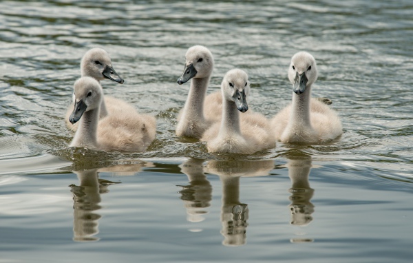 Маленькие дикие лебеди в воде 