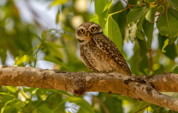 Сова сидит на ветке дерева в зеленых листьях