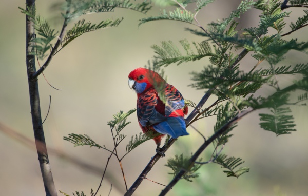 Попугай Красная розелла на ветке дерева