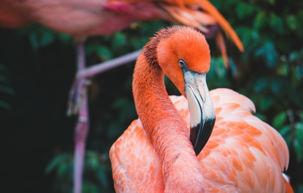 Розовый фламинго с длинным клювом крупным планом