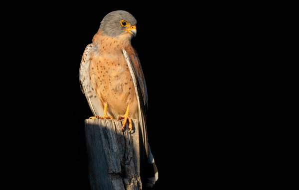 Хищный сокол сидит на сухом дереве на черном фоне