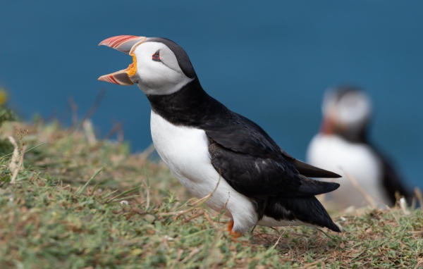 Тупик с открытым клювом на траве