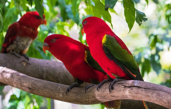 Красные попугаи сидят на ветке под зелеными листьями