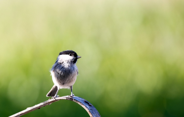 Маленькая птичка крупным планом