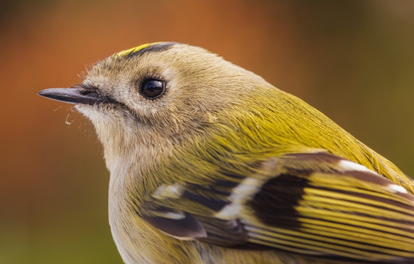 Маленькая птица дрозд крупным планом 