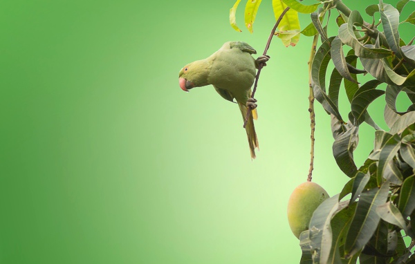 Маленький зеленый попугай сидит на ветке