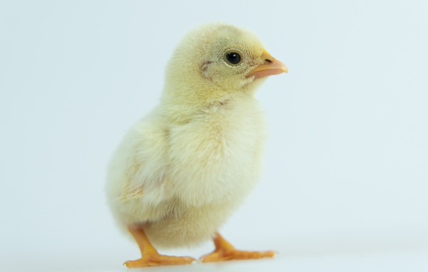 Маленький желтый цыпленок крупным планом