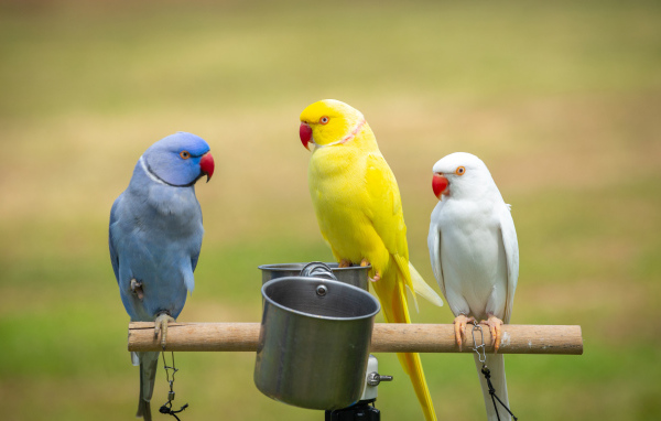 Три разноцветных попугая сидят на жердочке с едой 