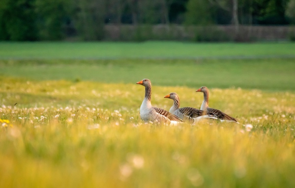 Три гусыни на зеленой траве