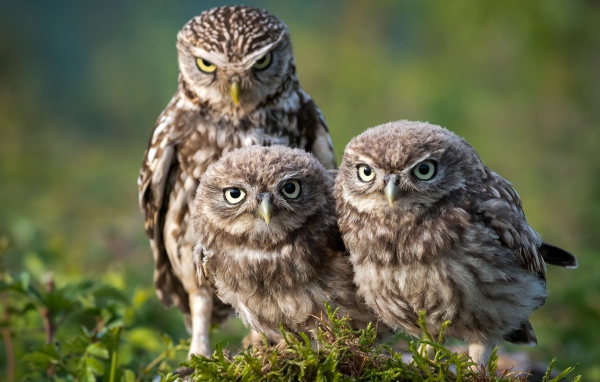 Три совы сидят на зеленой траве