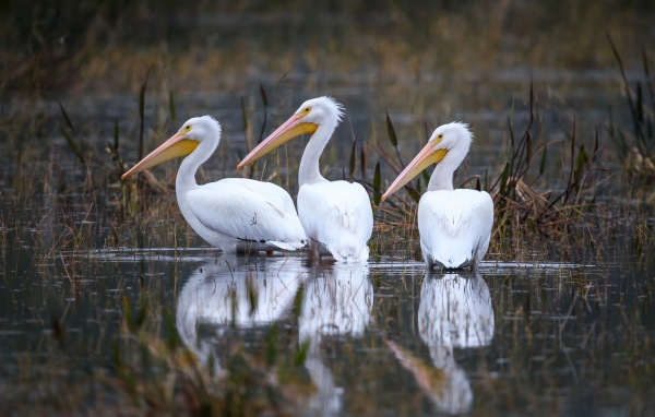 Three white herons hunt in the water
