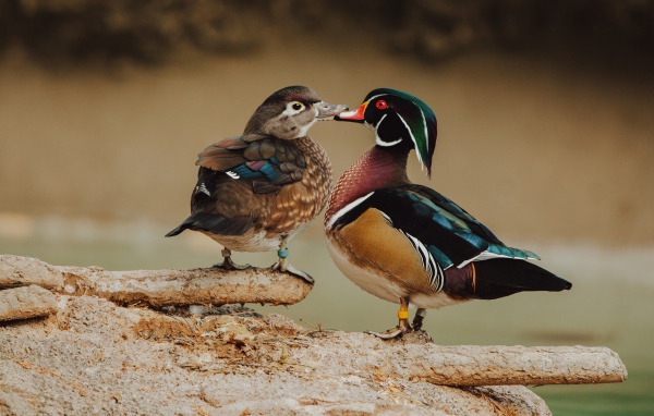 Две красивых разноцветных уточки на дереве