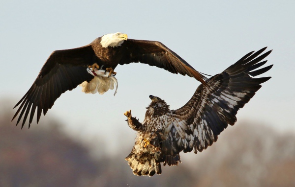 Two birds of prey fight in the air