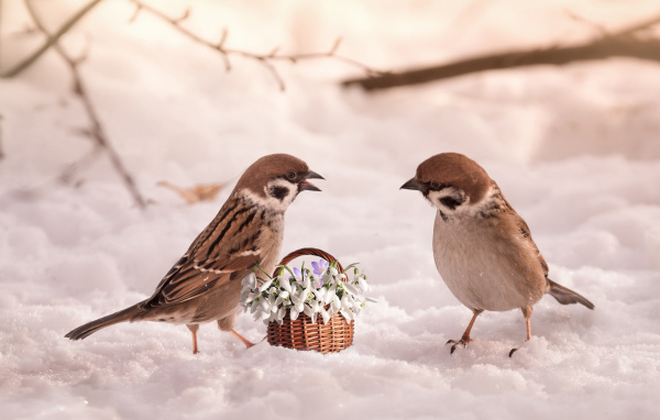 Два маленьких  воробья с цветами на снегу 