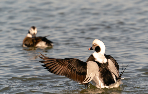 Две дикие утки в воде озера