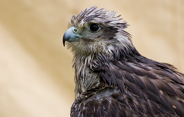 Мокрый ястреб с острым клювом