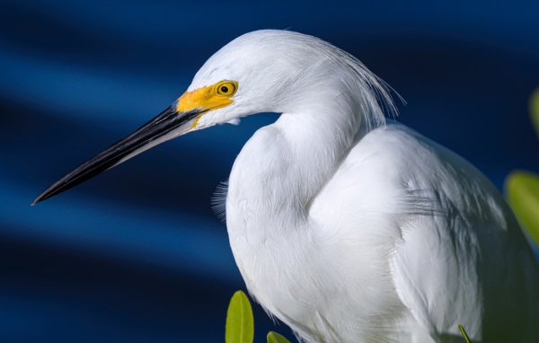 White egret with long black beak on blue background