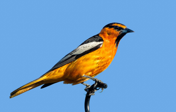 Желтая иволга Буллока на голубом фоне