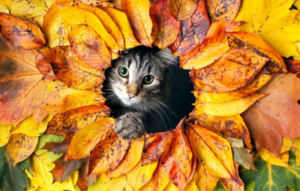 Серый кот выглядывает из дырки из листьев 