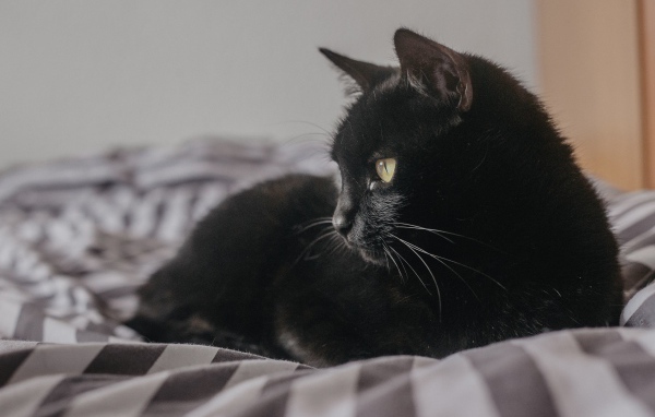 Красивый черный кот лежит на кровати 