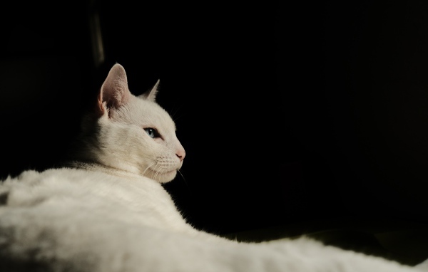 Красивая голубоглазая кошка на черном фоне