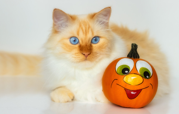 Красивый голубоглазый рыжий кот с игрушкой