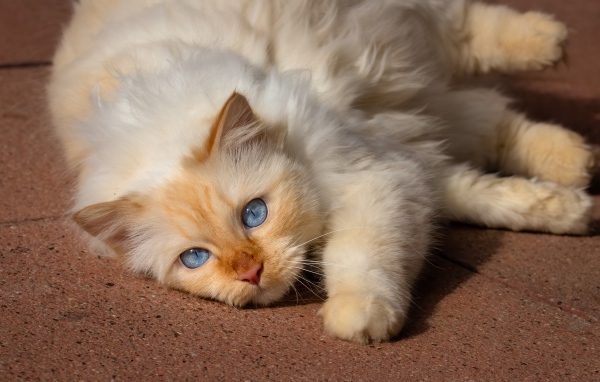 Beautiful blue-eyed thoroughbred cat lies on the floor