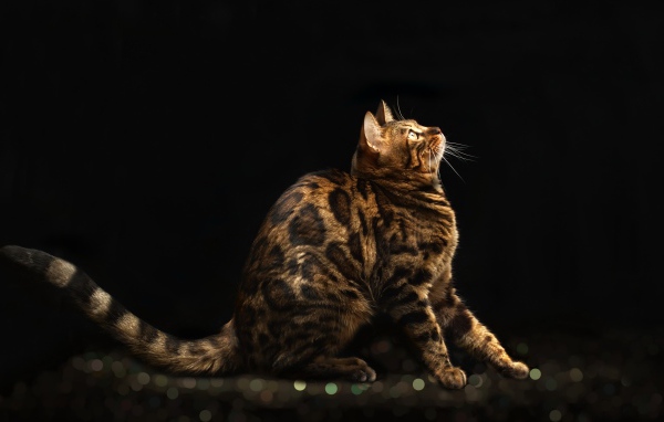 Красивая дорогая бенгальская кошка на черном фоне