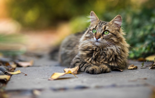 Красивый пушистый зеленоглазый серый  кот лежит на земле