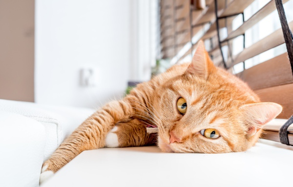 Красивый рыжий кот лежит на подоконнике 