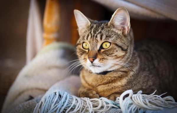 Красивый серый кот с желтыми глазами лежит на одеяле